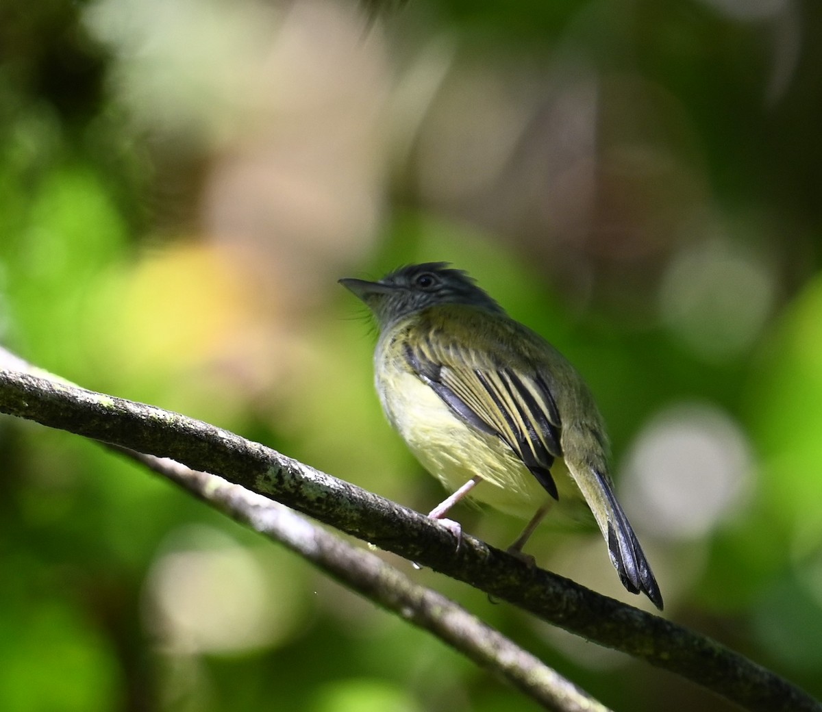 Mistletoe Tyrannulet - ML641828776
