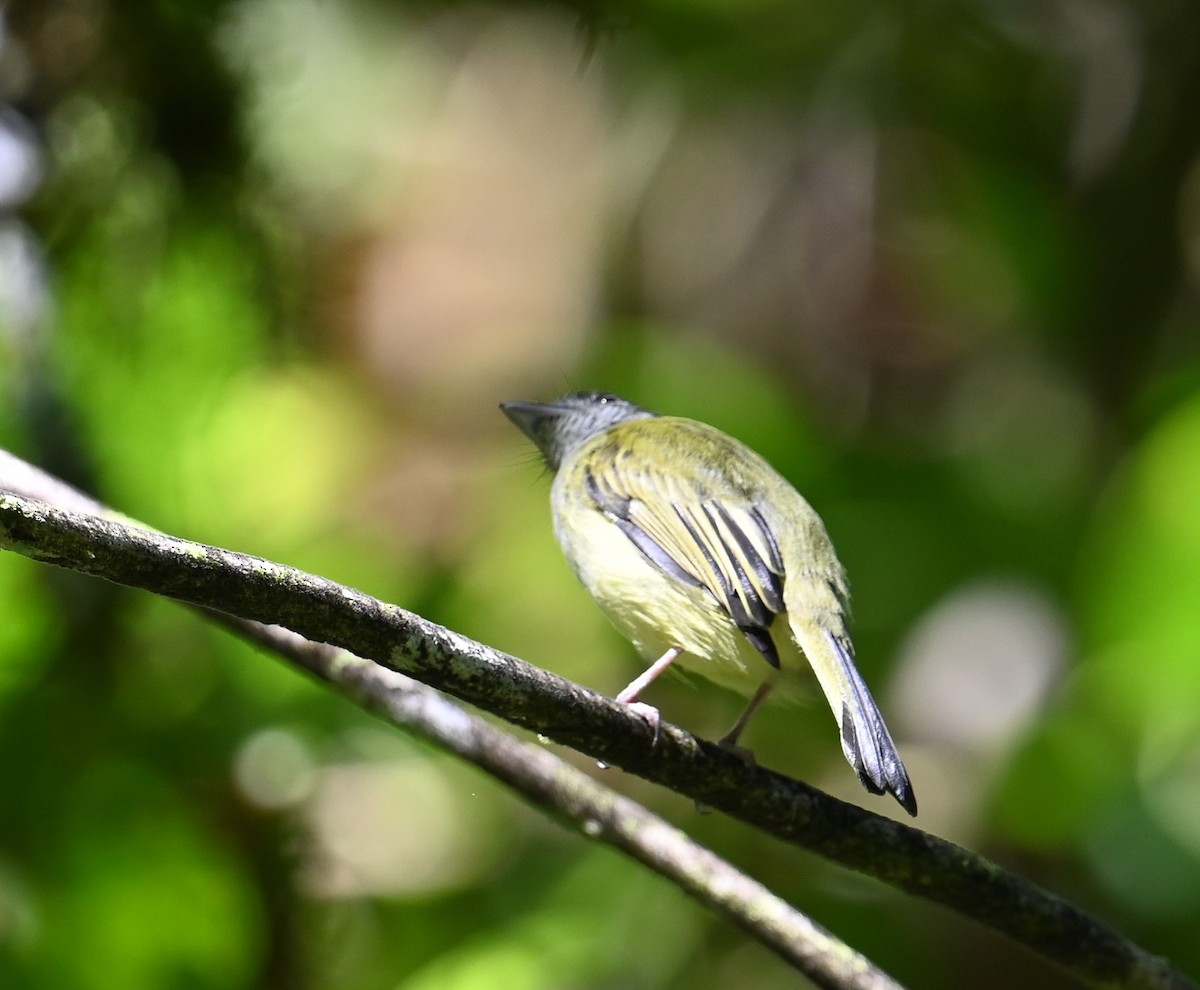 Mistletoe Tyrannulet - ML641828777
