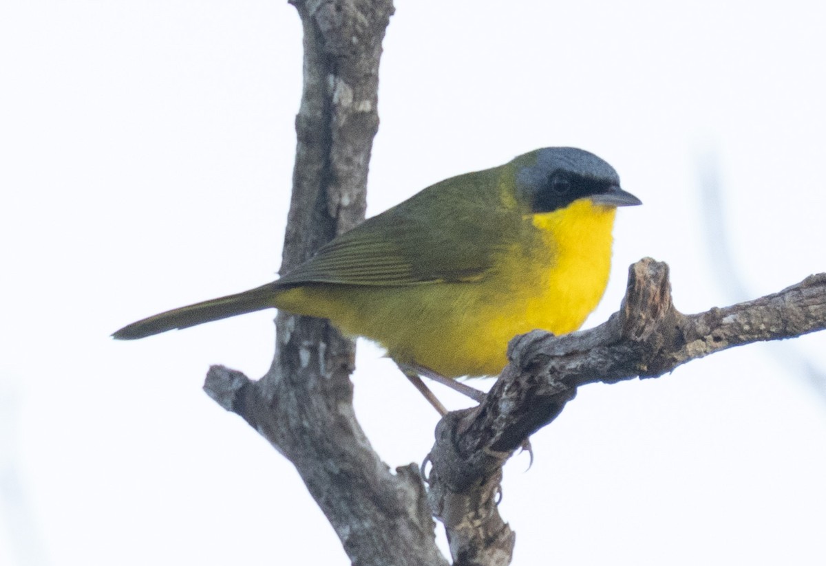 Paruline voilée - ML641828778