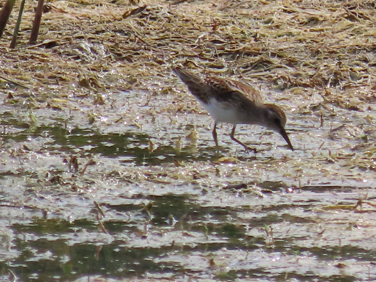 Least Sandpiper - ML641828788