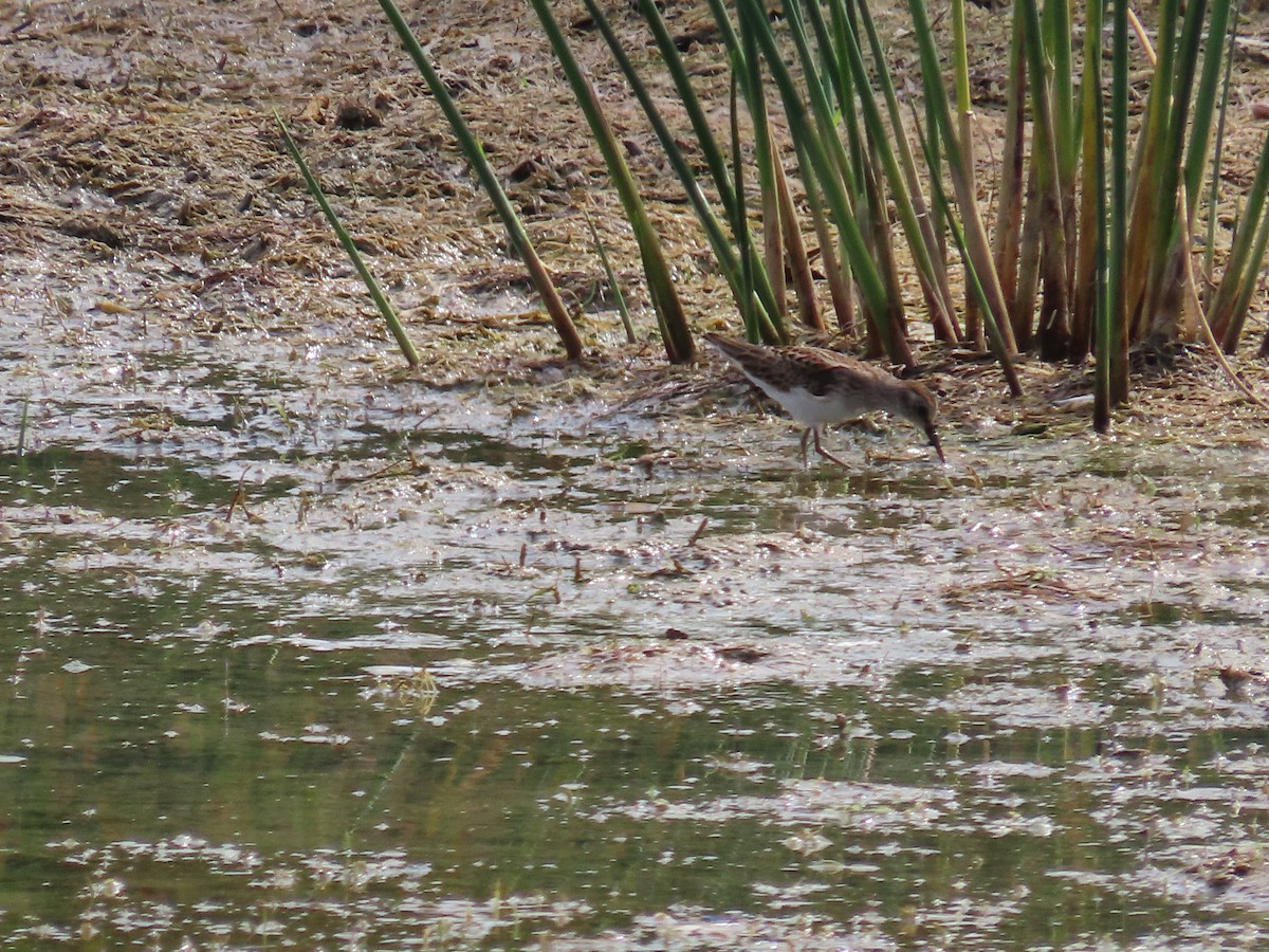 Least Sandpiper - ML641828789