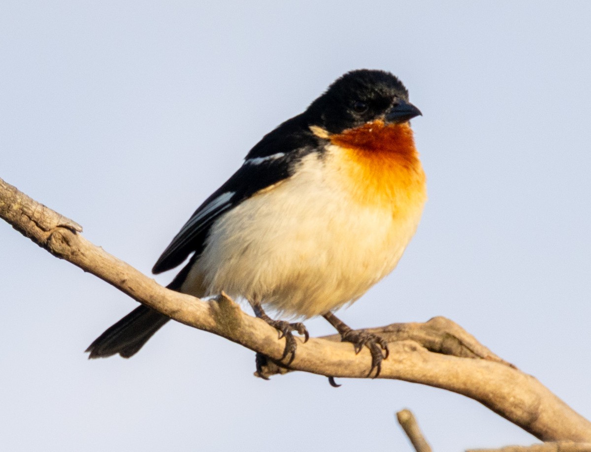 White-rumped Tanager - ML641828790