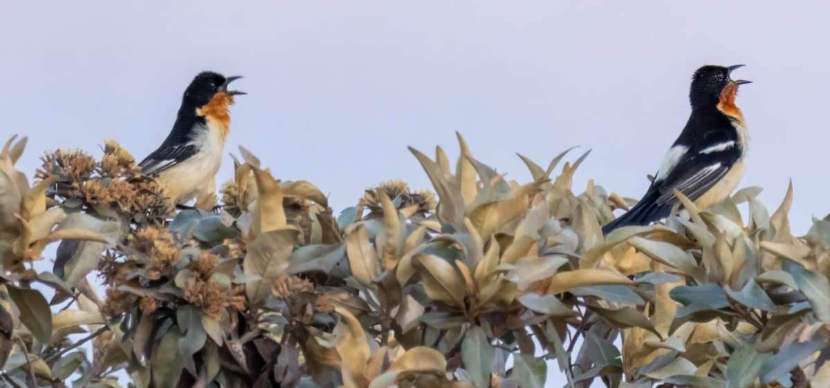 White-rumped Tanager - ML641828791
