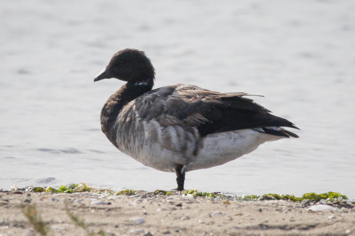 Brant - ML641828794