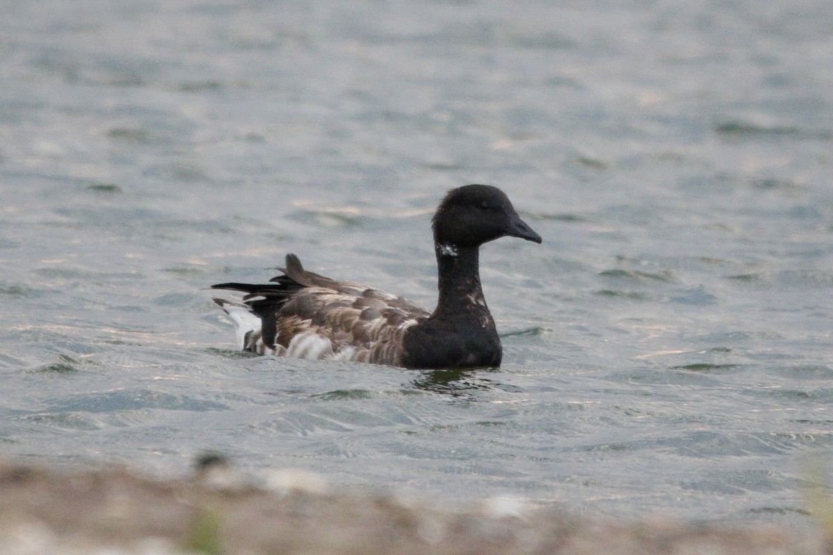 Brant - ML641828796