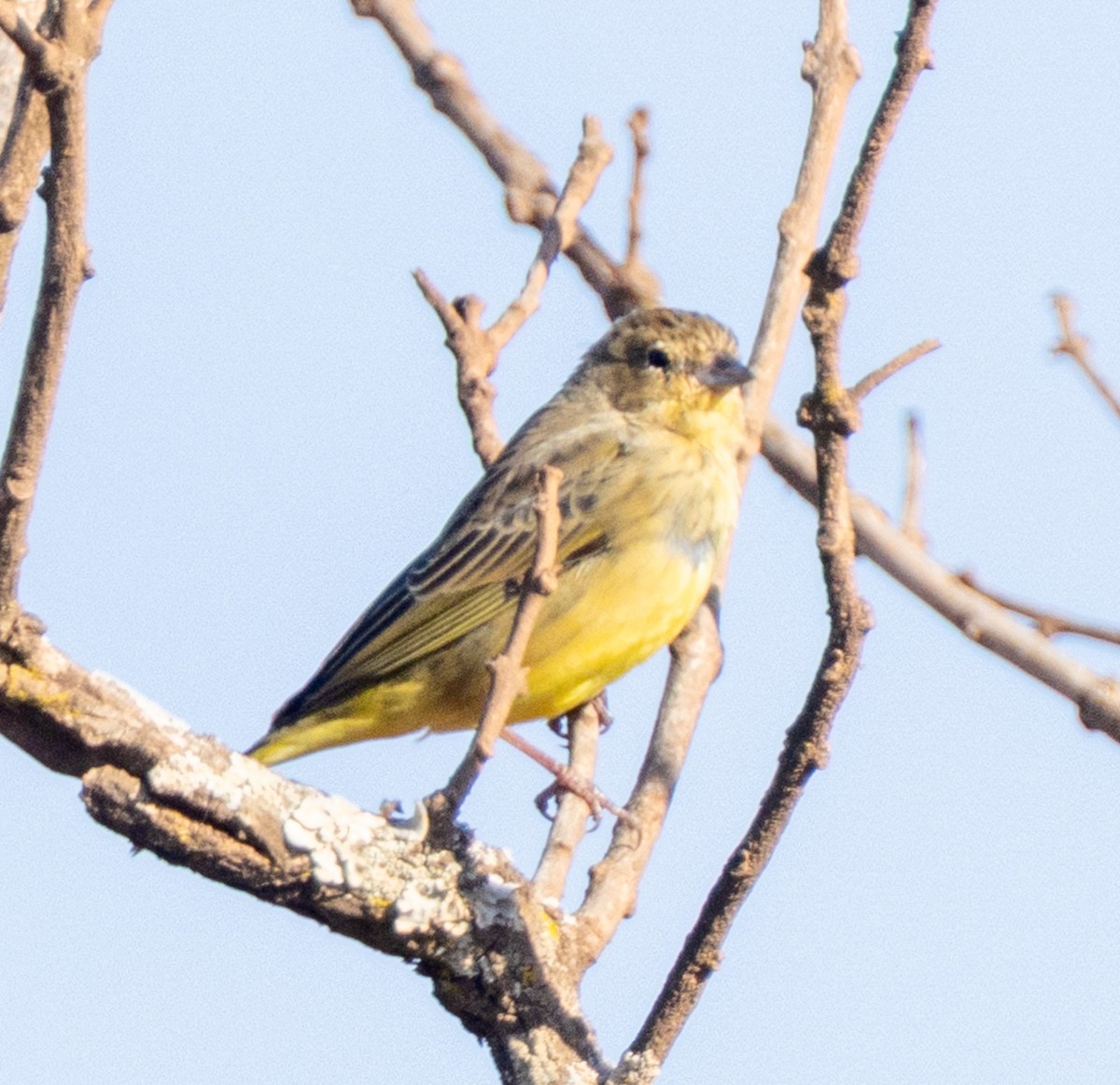 Stripe-tailed Yellow-Finch - ML641828803