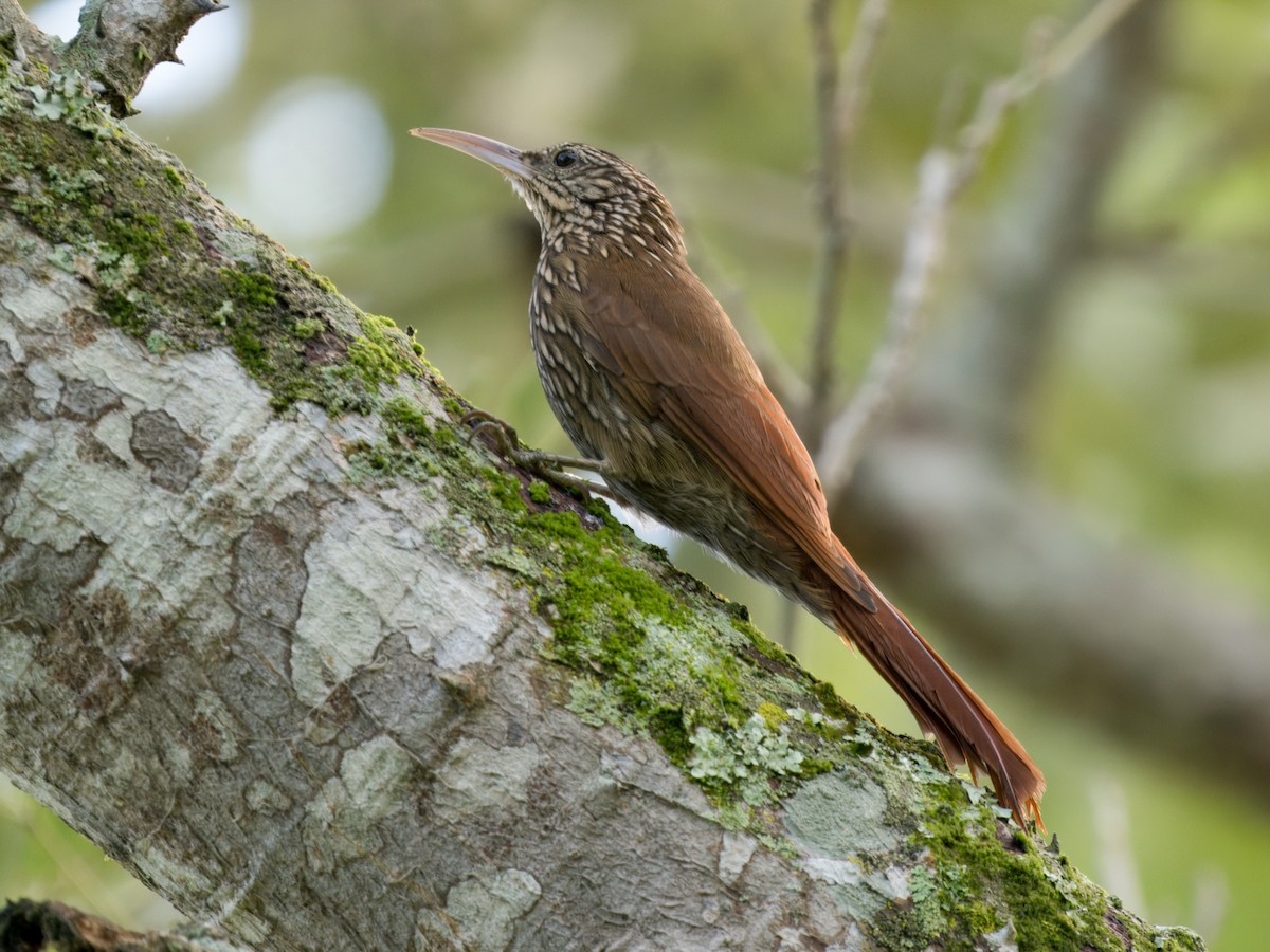 Streak-headed Woodcreeper - ML641828831