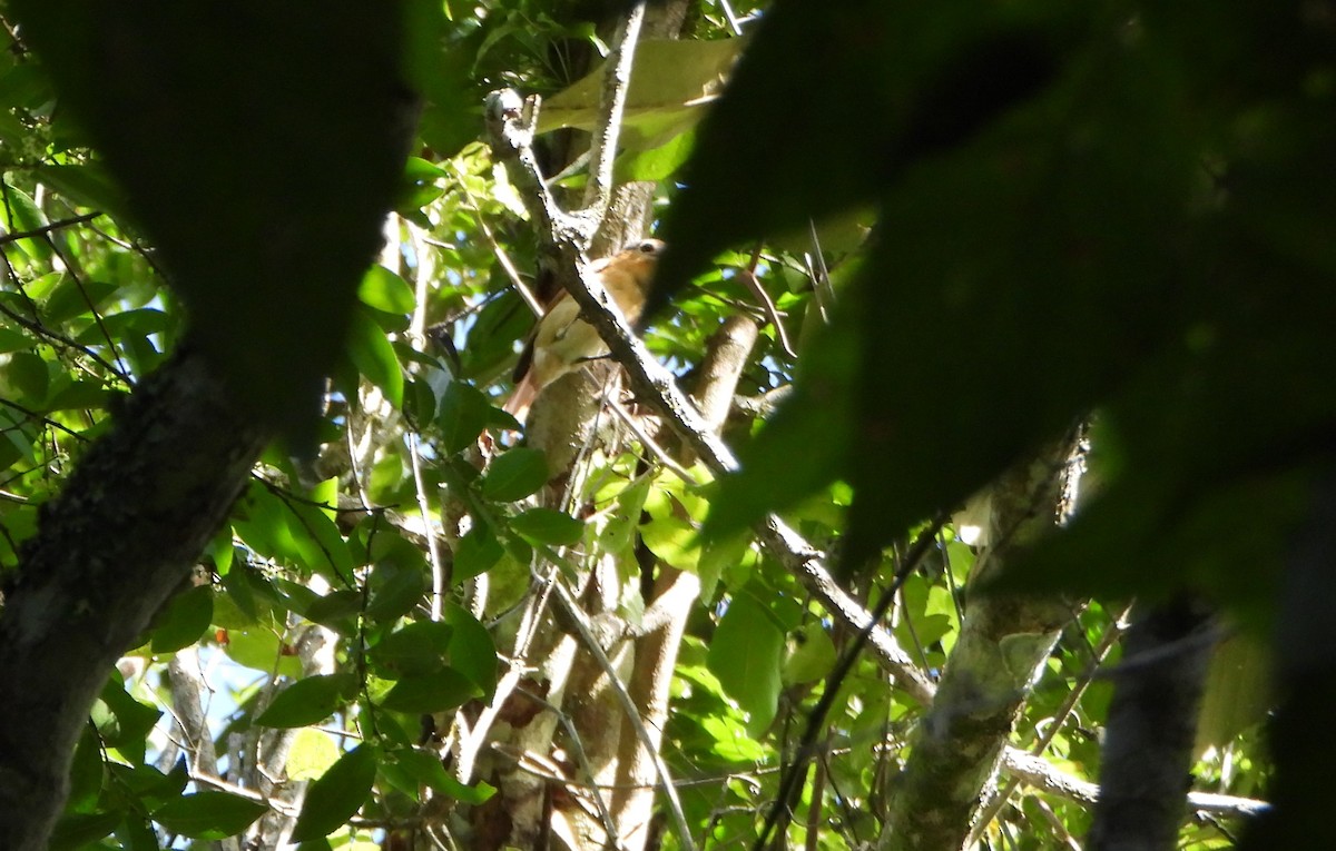 Chestnut-crowned Becard - ML641828833
