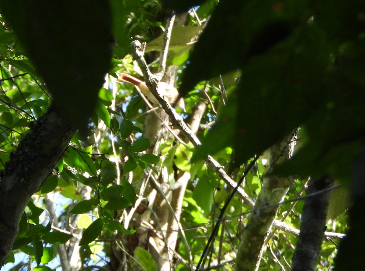 Chestnut-crowned Becard - ML641828834
