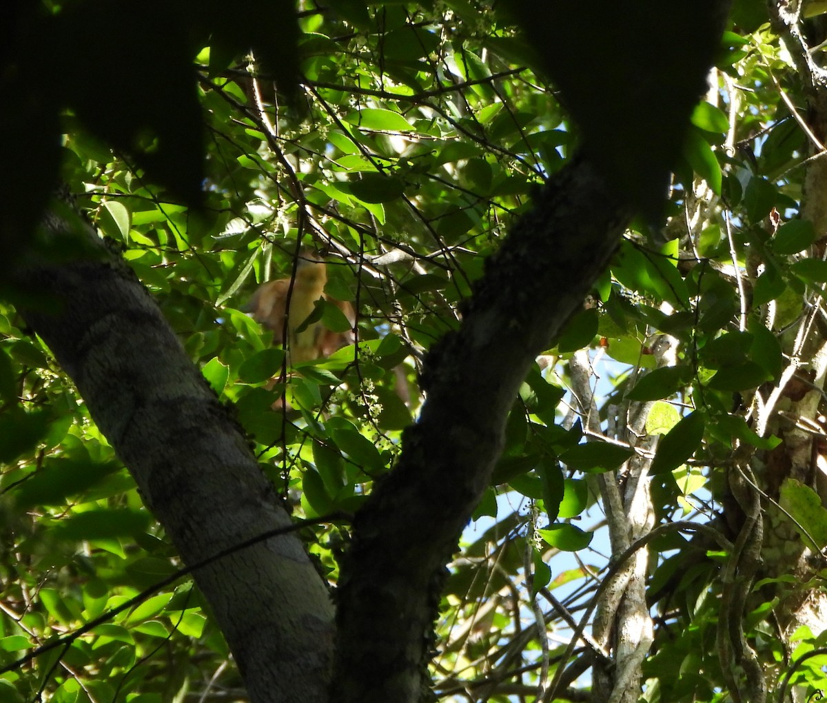 Chestnut-crowned Becard - ML641828835