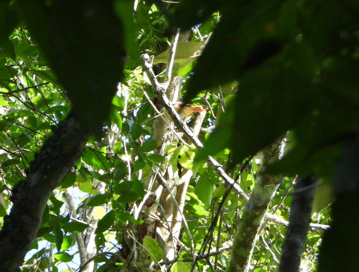 Chestnut-crowned Becard - ML641828836