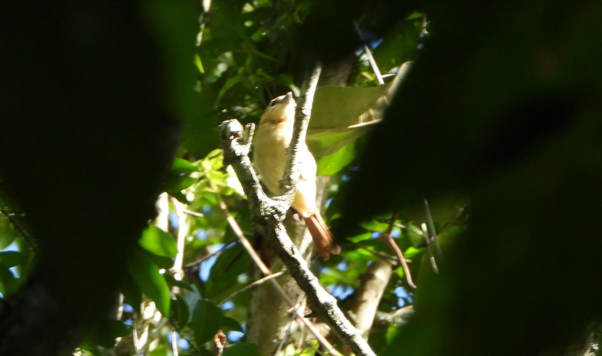 Chestnut-crowned Becard - ML641828838