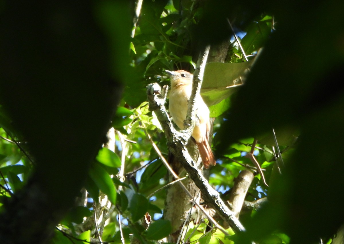 Chestnut-crowned Becard - ML641828839