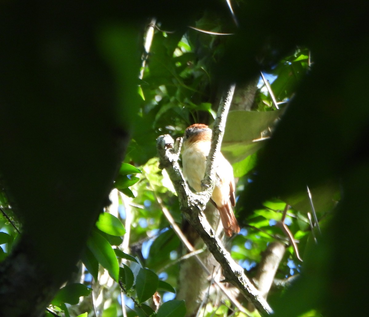 Chestnut-crowned Becard - ML641828841