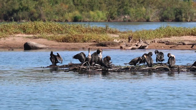 Double-crested Cormorant - ML641828879