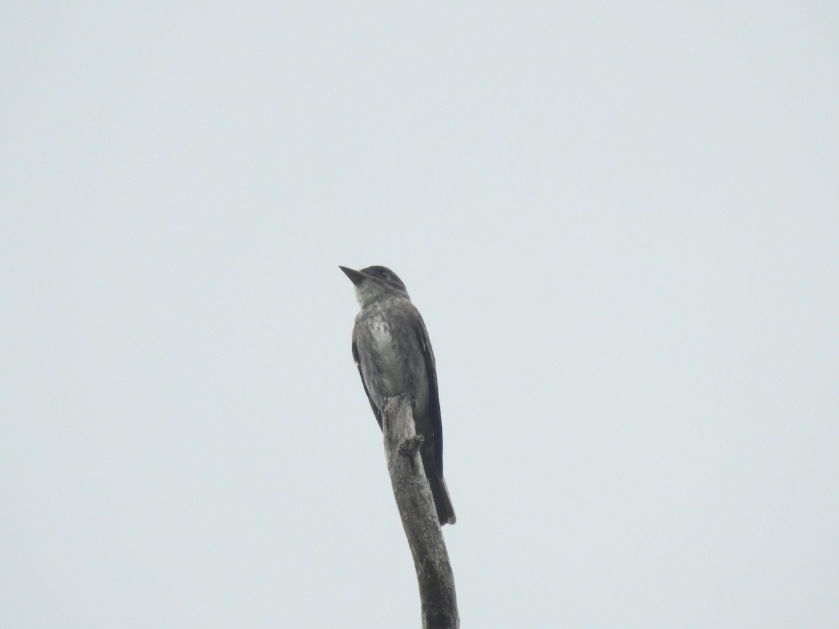 jakkepivi - ML641828881