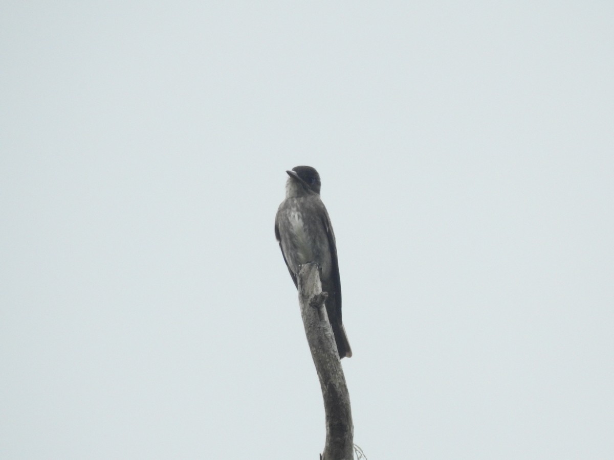 jakkepivi - ML641828883