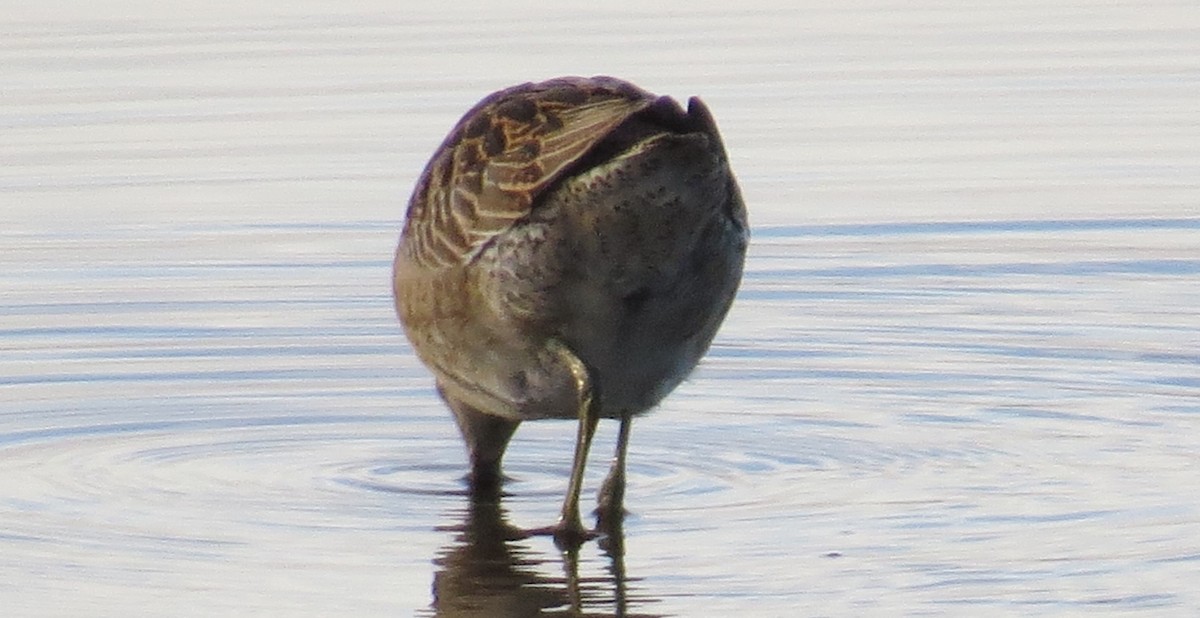 Short-billed Dowitcher - ML641828903