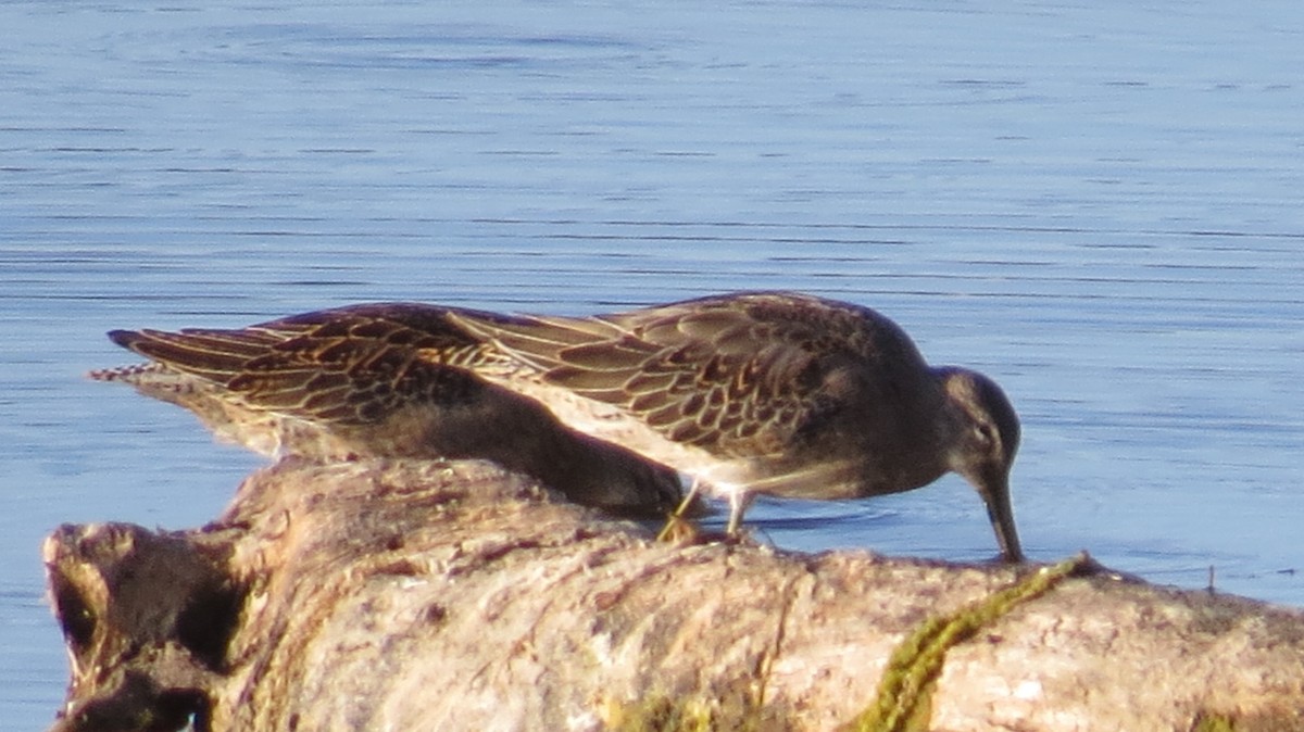 Long-billed Dowitcher - ML641828910