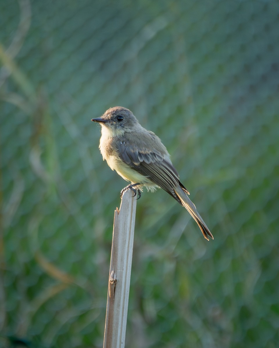 Eastern Phoebe - ML641828936