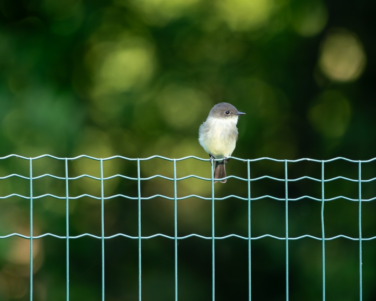 Eastern Phoebe - ML641828937
