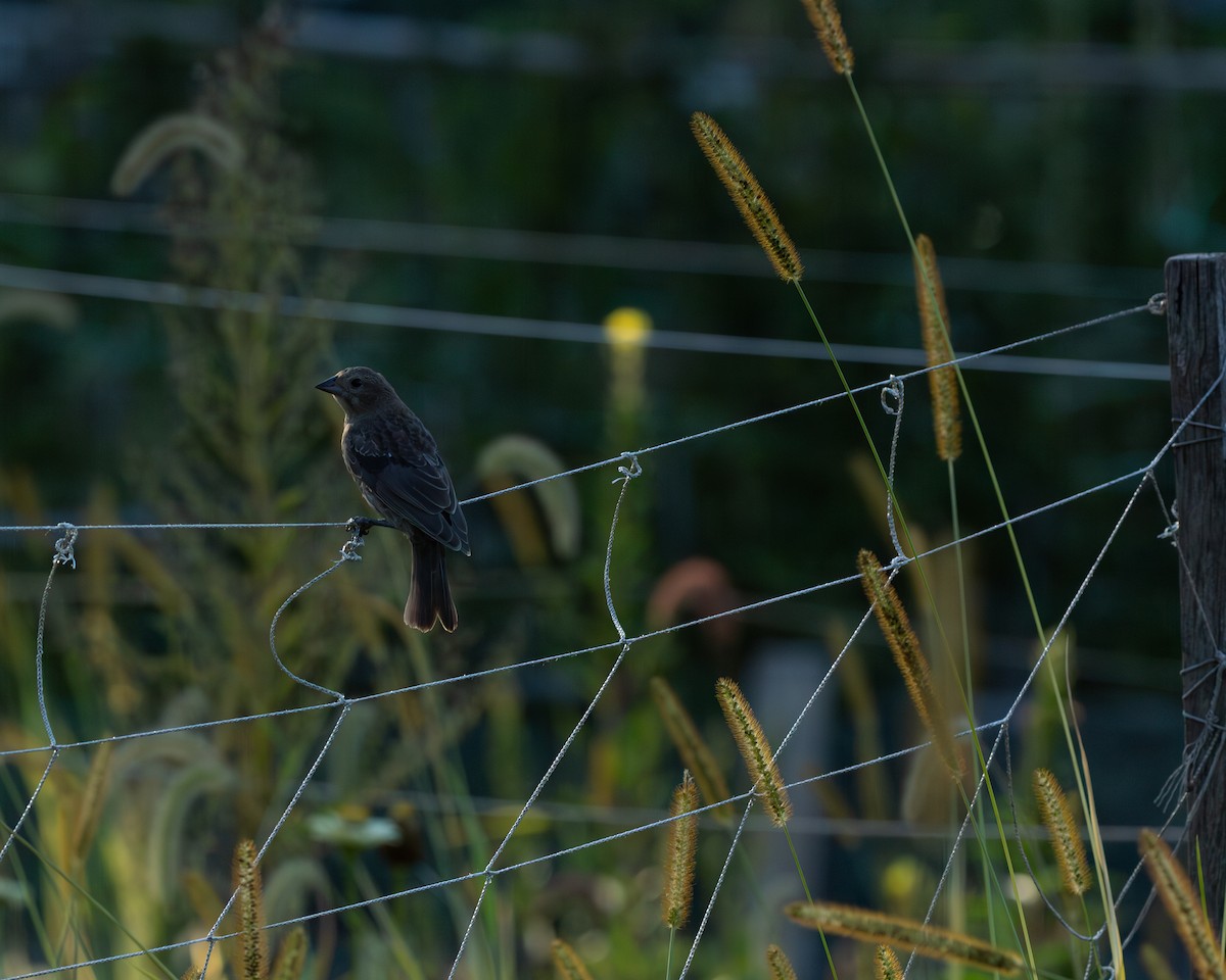 Brown-headed Cowbird - ML641828955