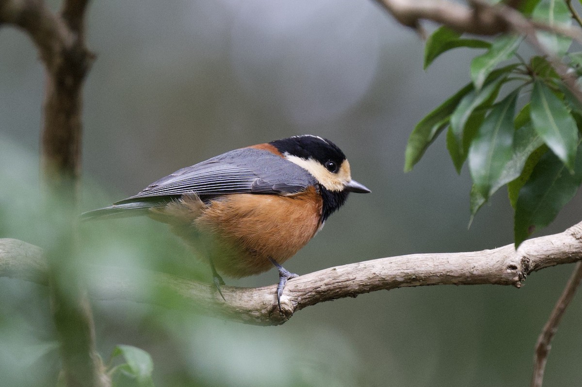 Varied Tit - ML641828965