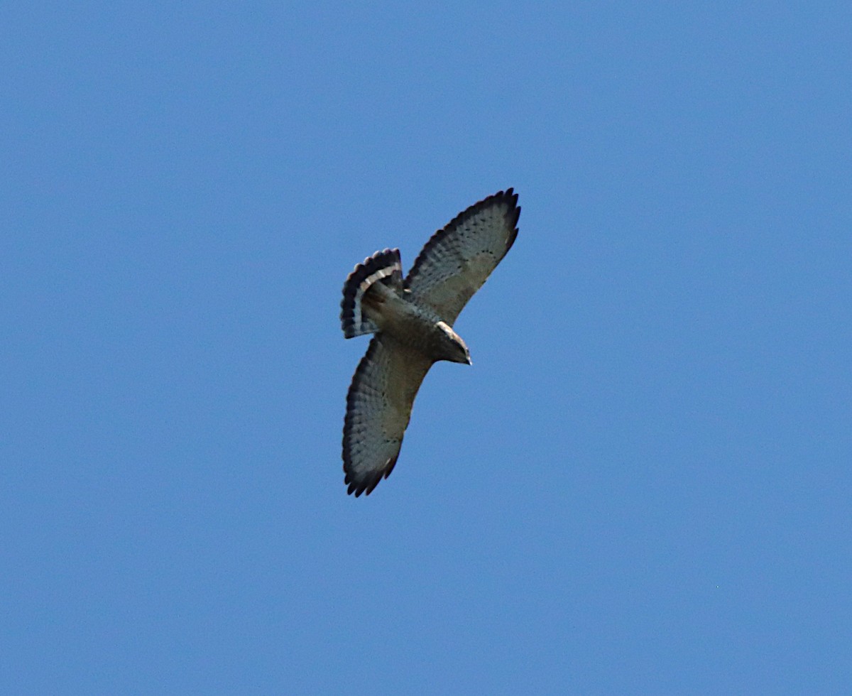 Broad-winged Hawk - ML641828968