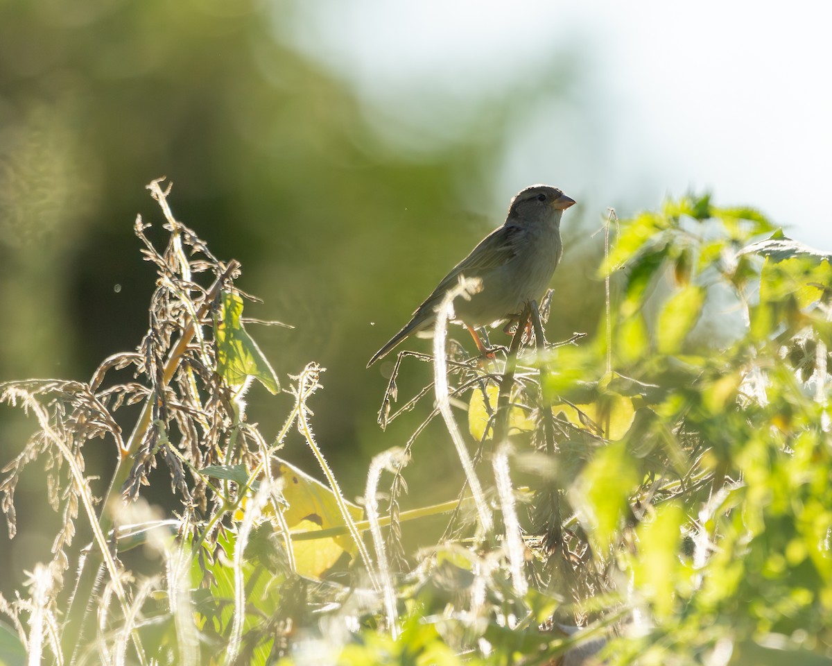 House Sparrow - ML641828973