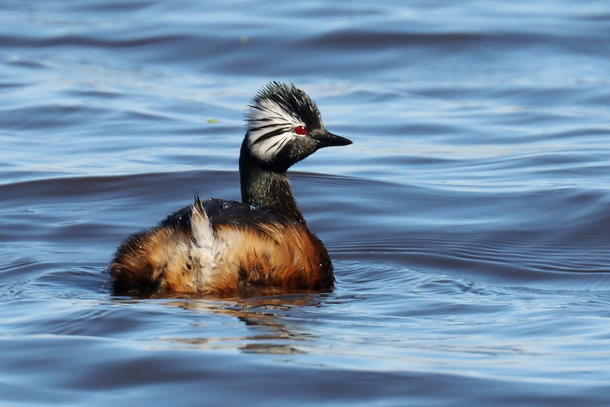 White-tufted Grebe - ML641828979