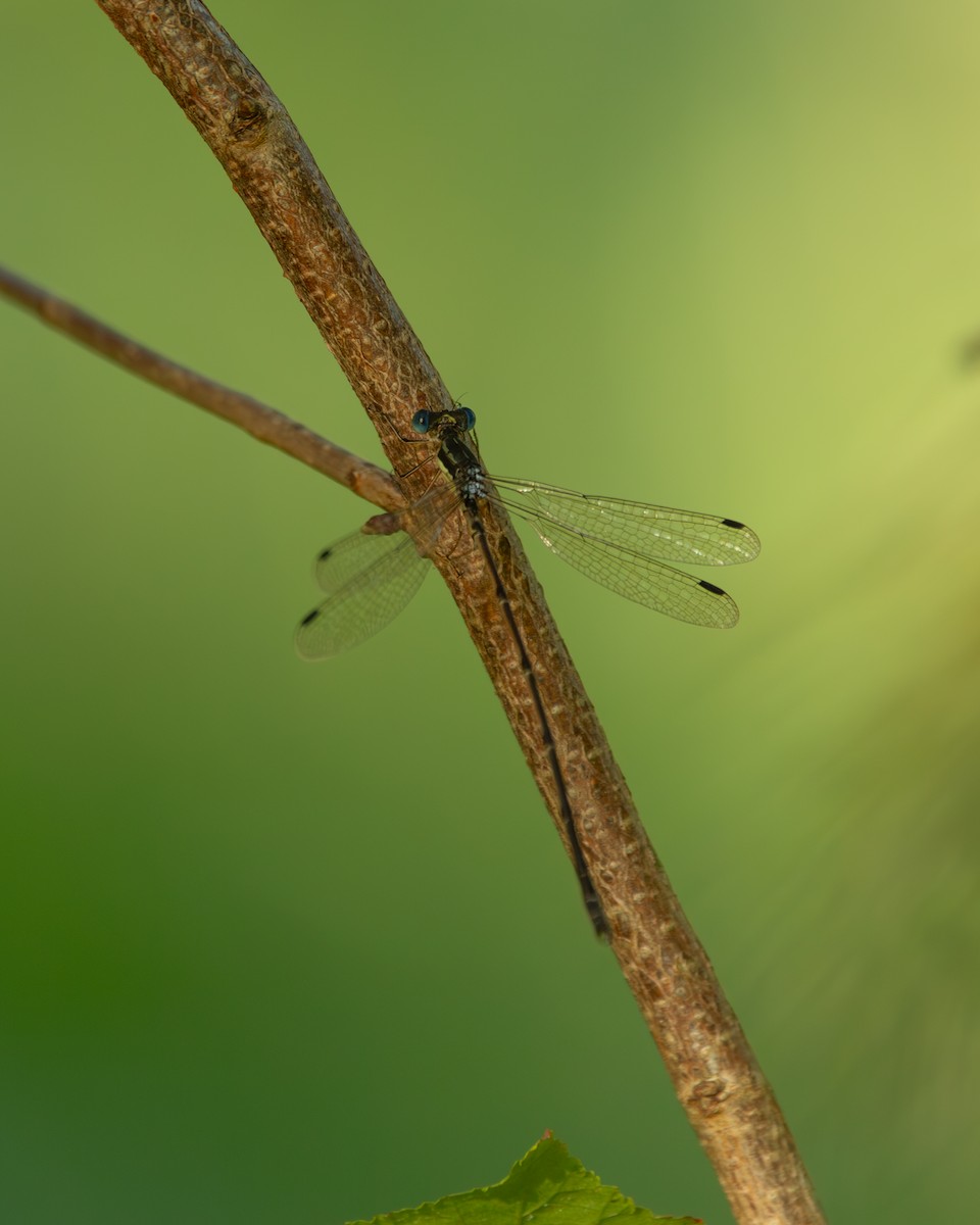 Slender Spreadwing - ML641828982