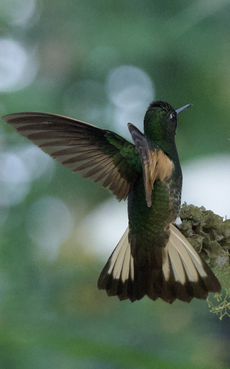 Buff-tailed Coronet - ML641828987