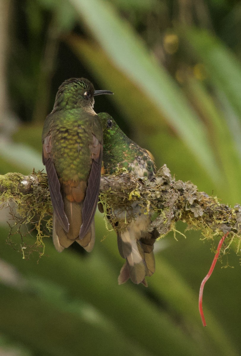 Buff-tailed Coronet - ML641828988