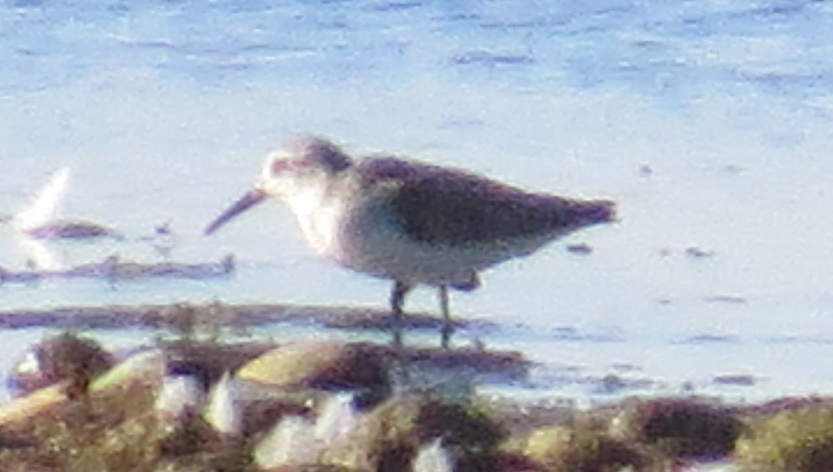 Western Sandpiper - ML641829011