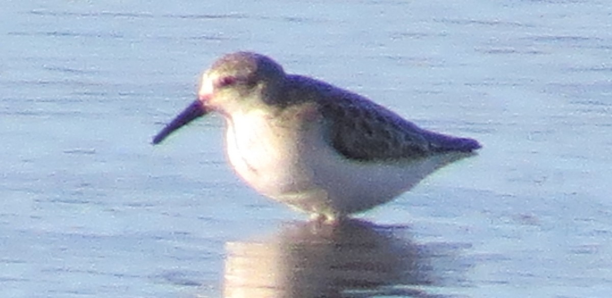 Western Sandpiper - ML641829044