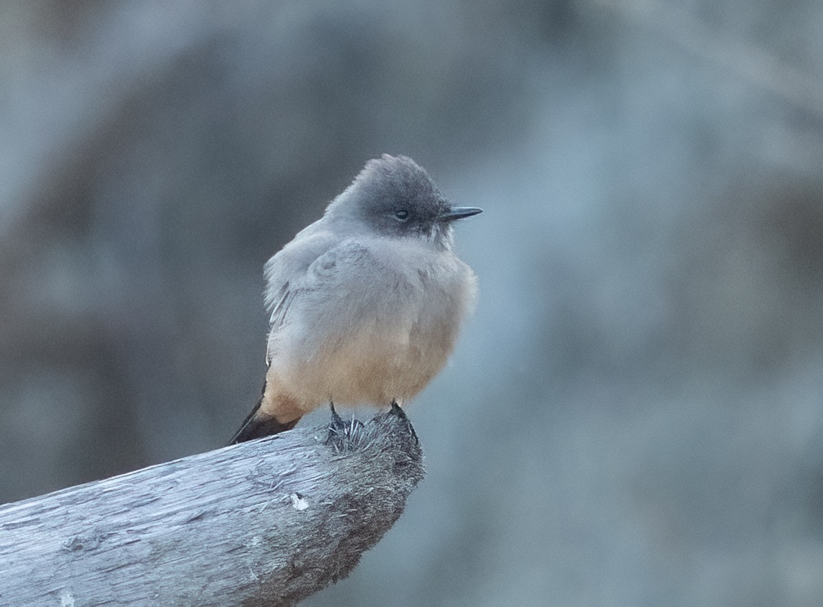 Say's Phoebe - ML641829061