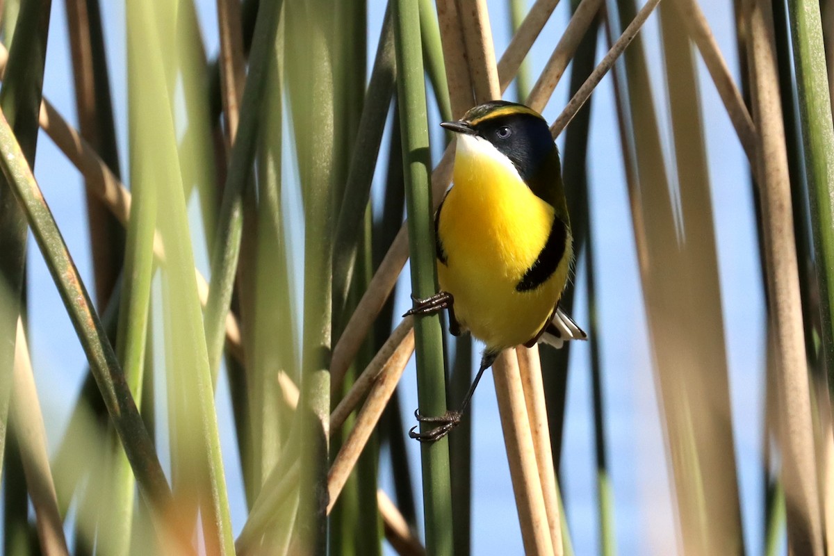 Many-colored Rush Tyrant - ML641829098