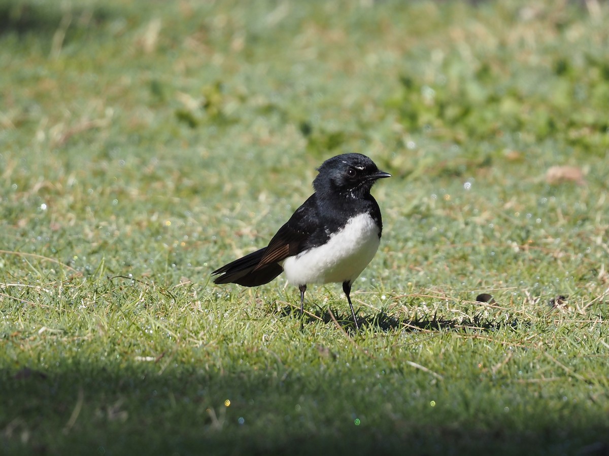 Willie-wagtail - ML641829104
