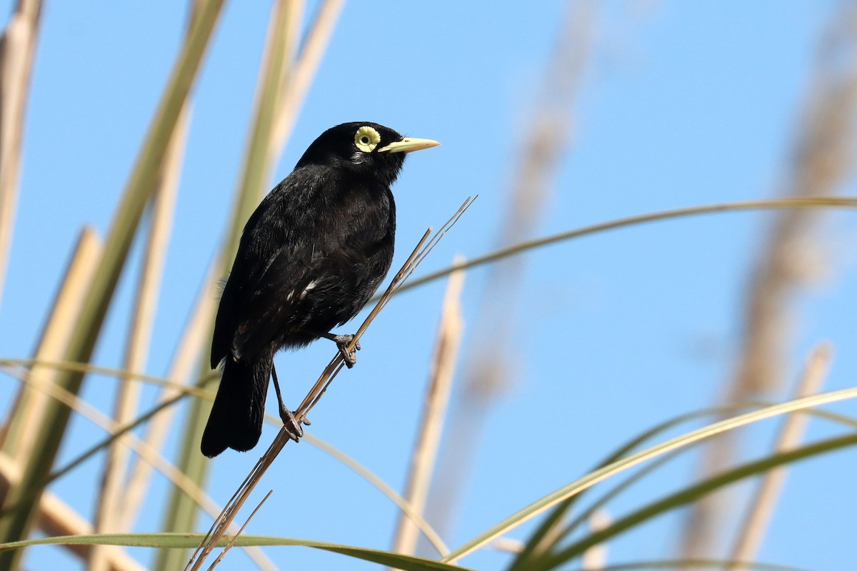 Spectacled Tyrant - ML641829108