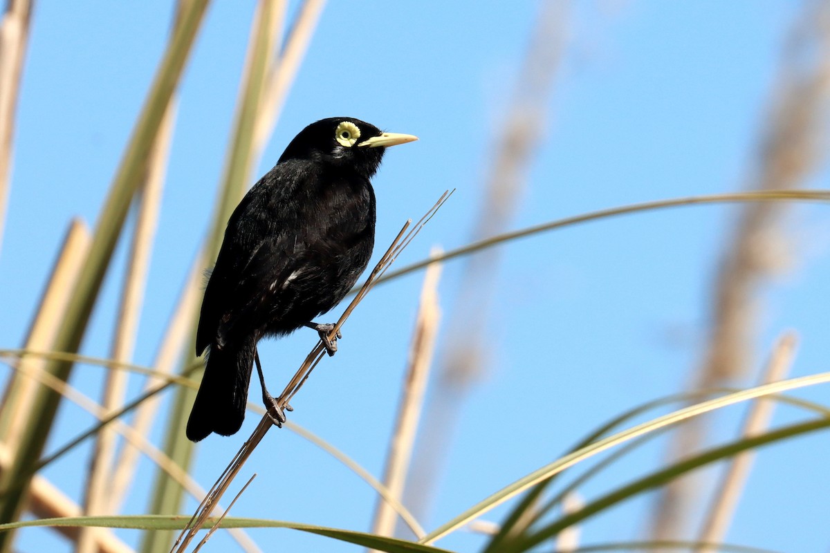 Spectacled Tyrant - ML641829109