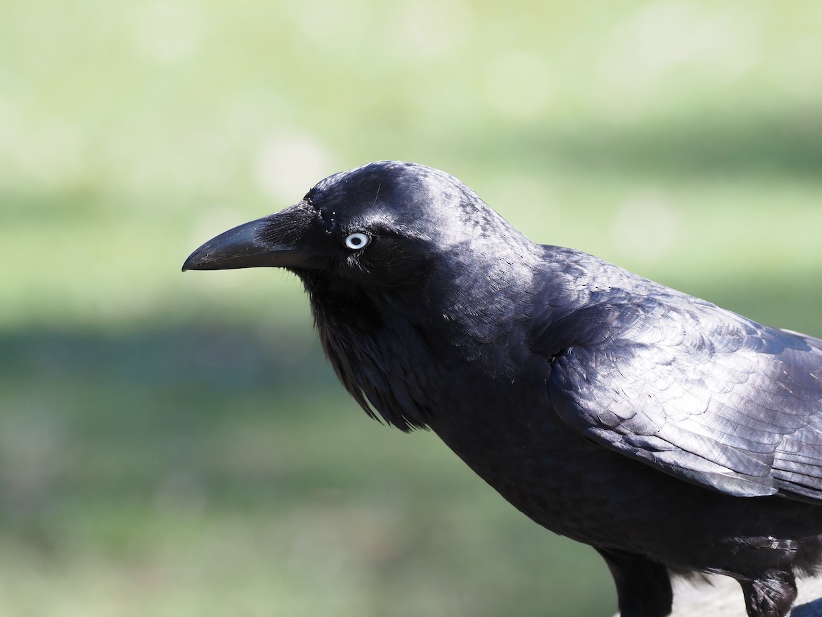 Australian Raven - ML641829117
