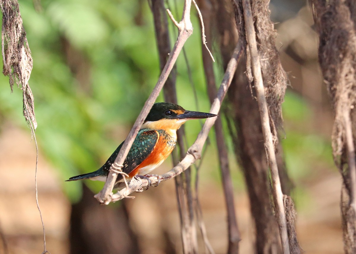 American Pygmy Kingfisher - ML641829124