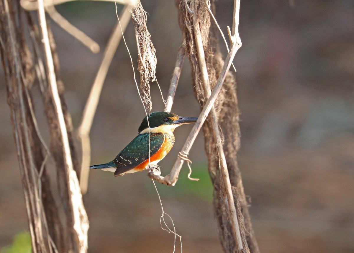 American Pygmy Kingfisher - ML641829125