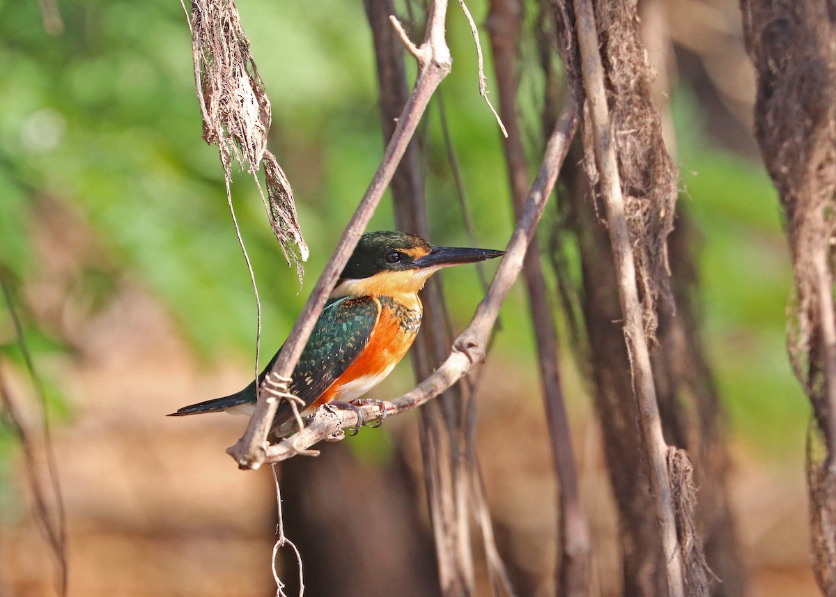 American Pygmy Kingfisher - ML641829126