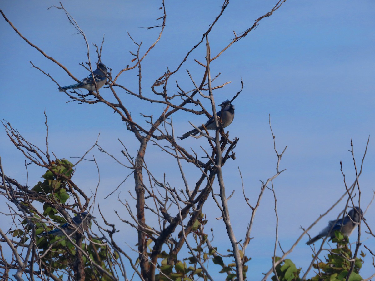 Blue Jay - ML641829128