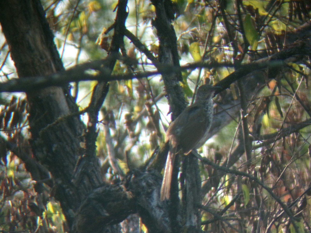 Long-billed Thrasher - ML641829131