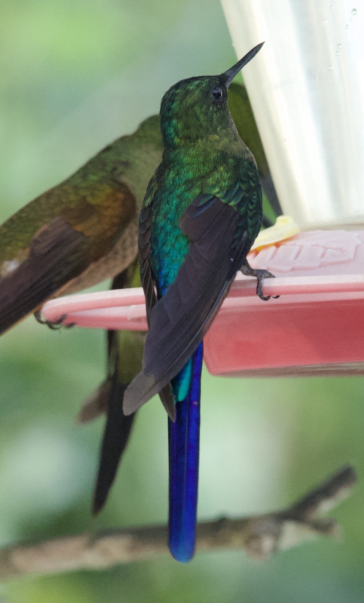 Violet-tailed Sylph - ML641829144