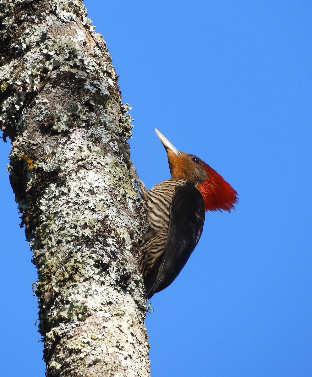 Helmeted Woodpecker - ML641829165