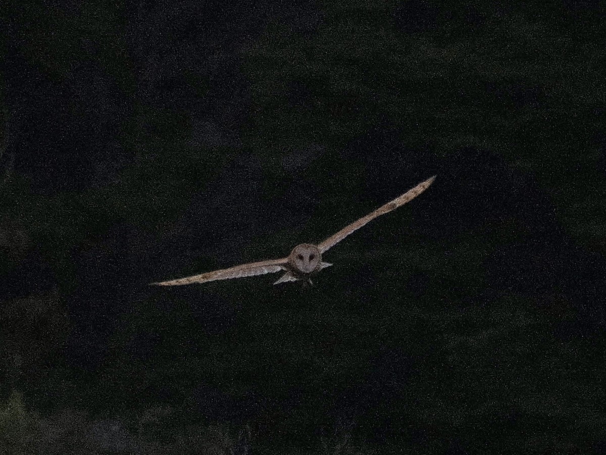 American Barn Owl - ML641829212