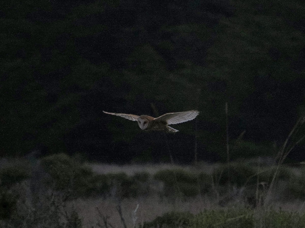 American Barn Owl - ML641829213